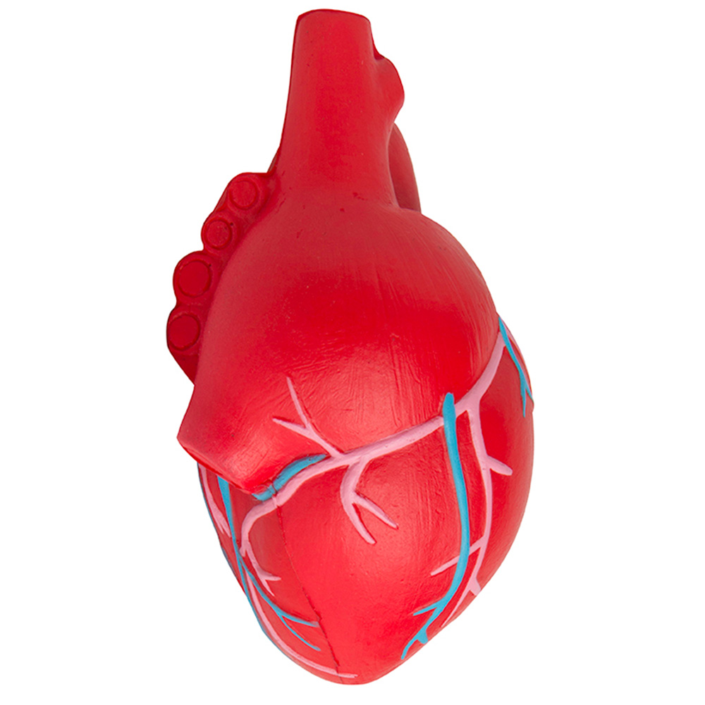 Anatomic Heart with Veins Stress Reliever 5